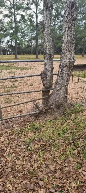 Two trees are sitting next to each other in front of a fence.