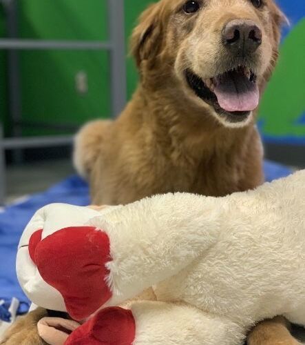 a dog is laying on top of a stuffed animal .