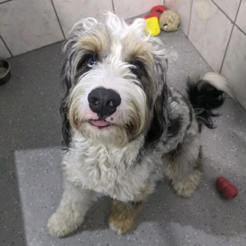 a small dog is sitting on the floor in a room and looking up at the camera .
