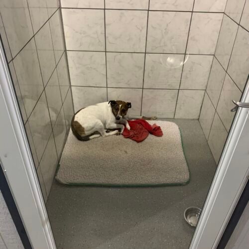 a dog is laying on a rug in a small room .