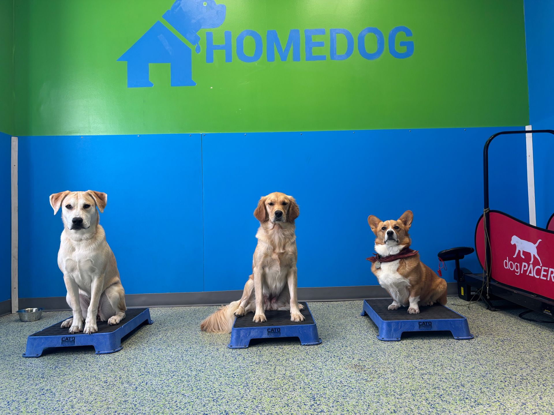 DOG TRAINING