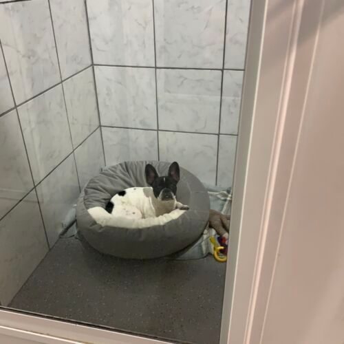 a dog is laying in a dog bed in a room .