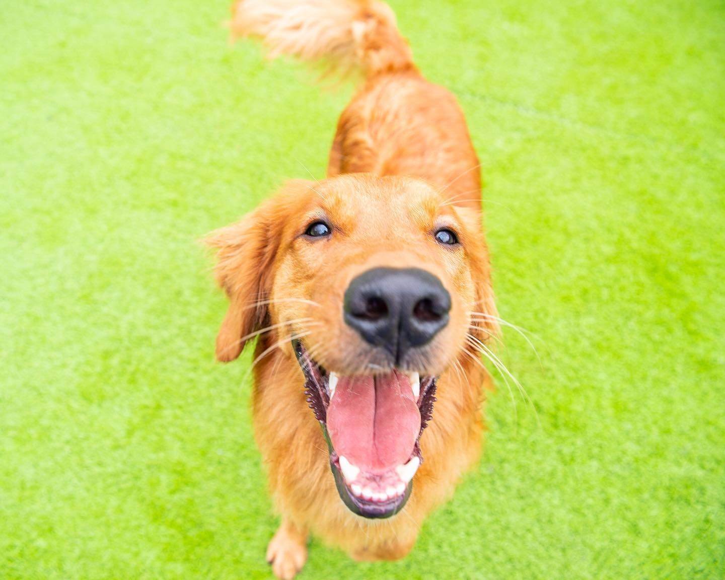 a golden retriever dog is looking up at the camera with its mouth open .