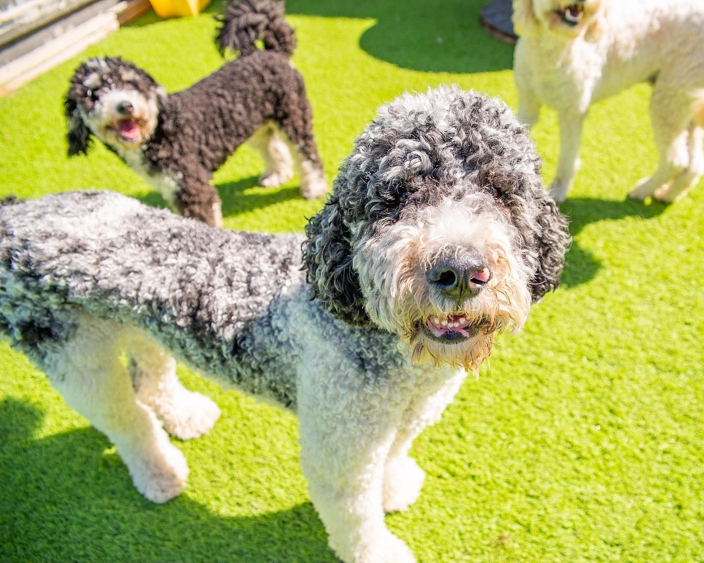DOG DAYCARE