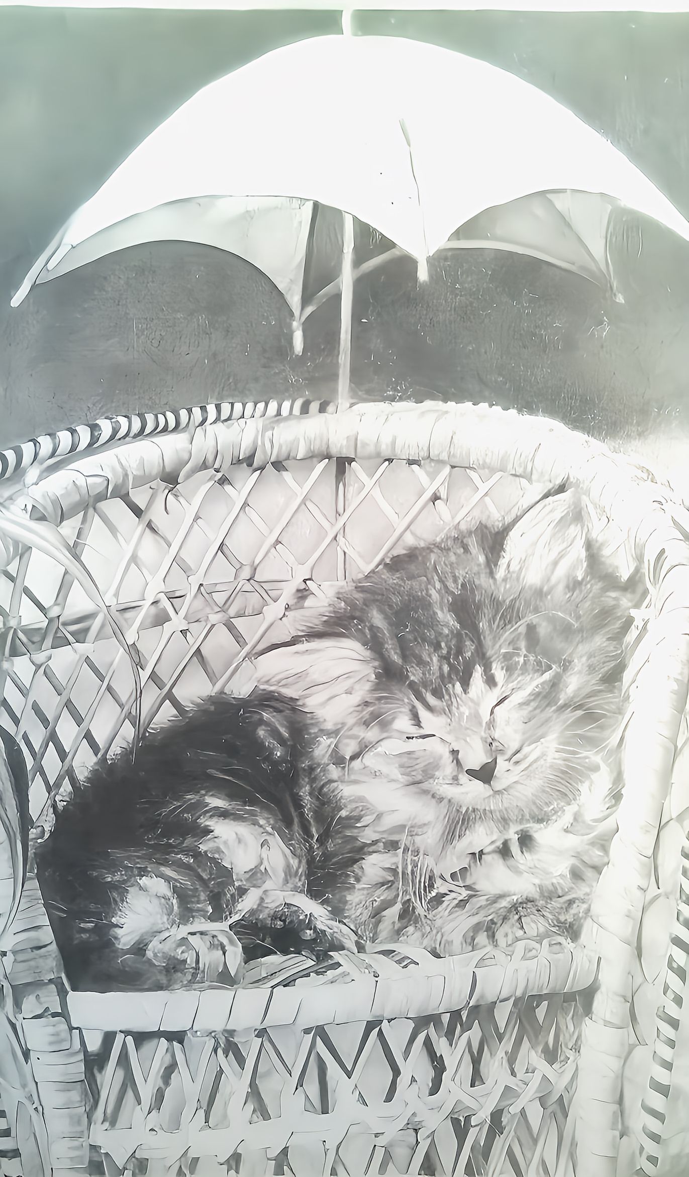 RITRATTO A MATITA GATTINO