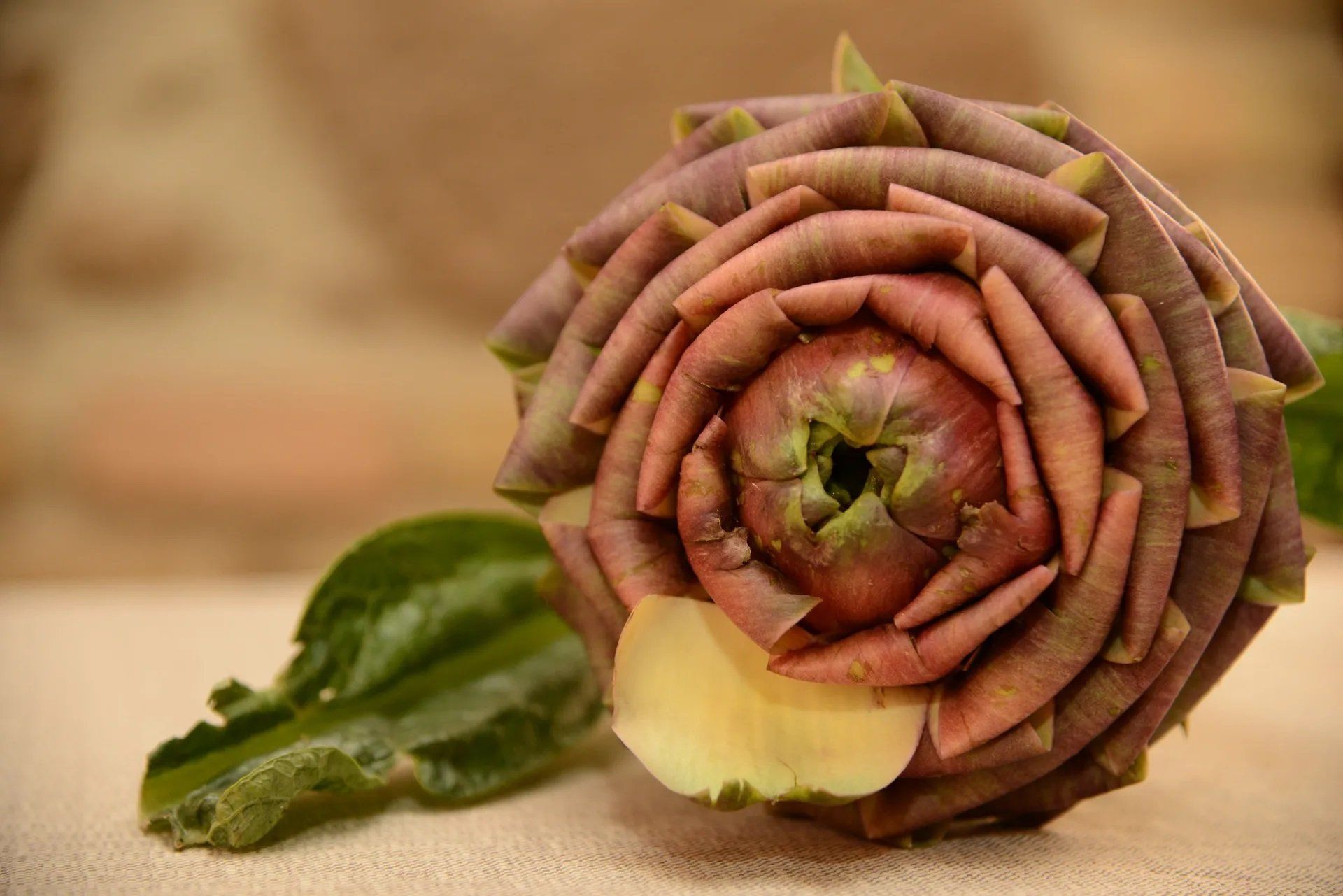 carciofo