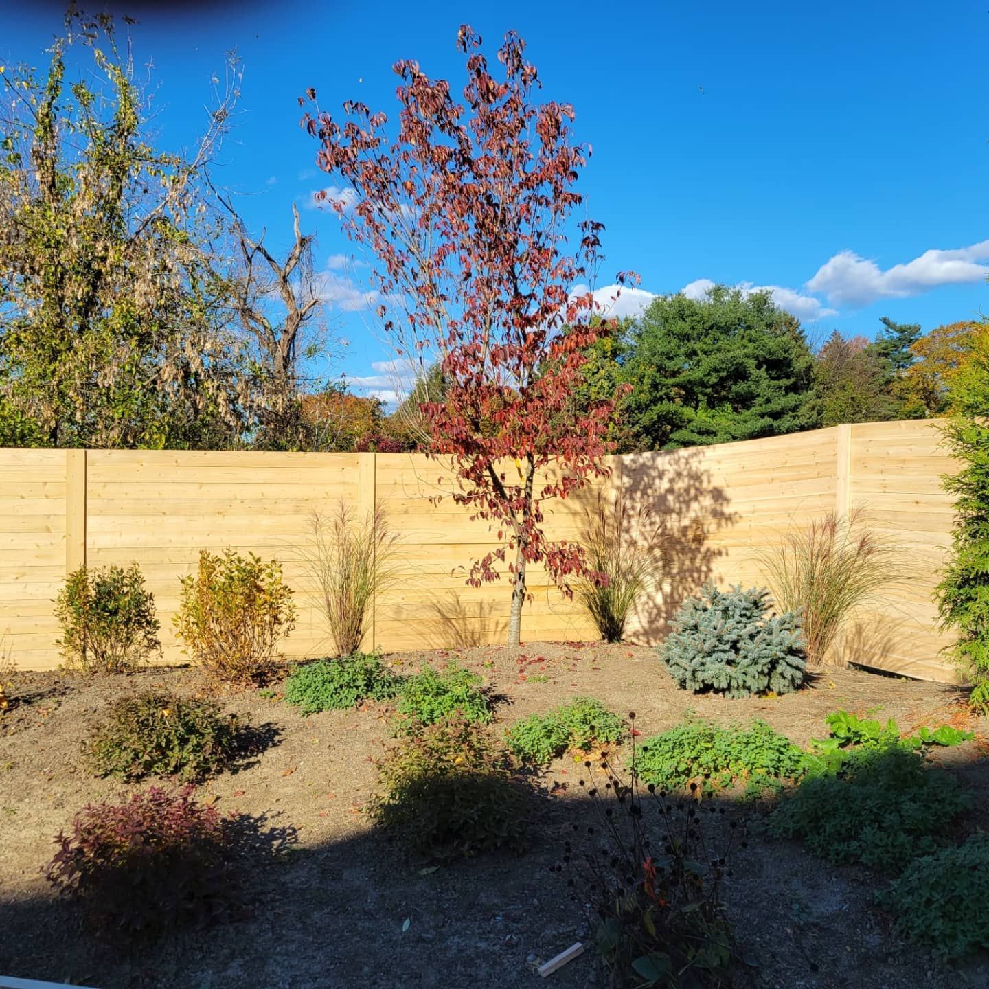 A fall landscape with a young red tree, various shrubs, and a wooden fence under a blue sky.