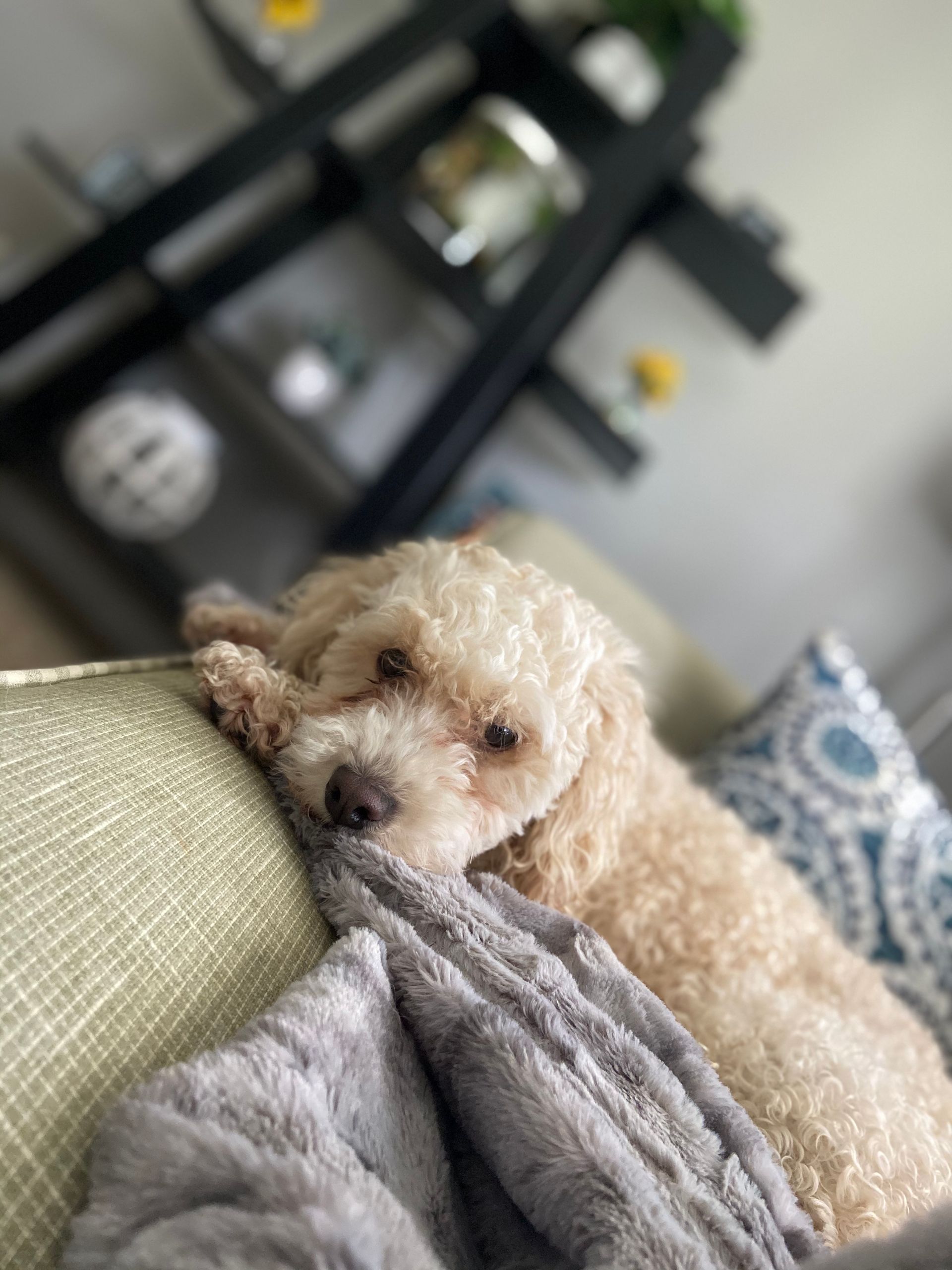 Tan poodle resting on a couch, paws on a gray blanket. Shelves in the background.