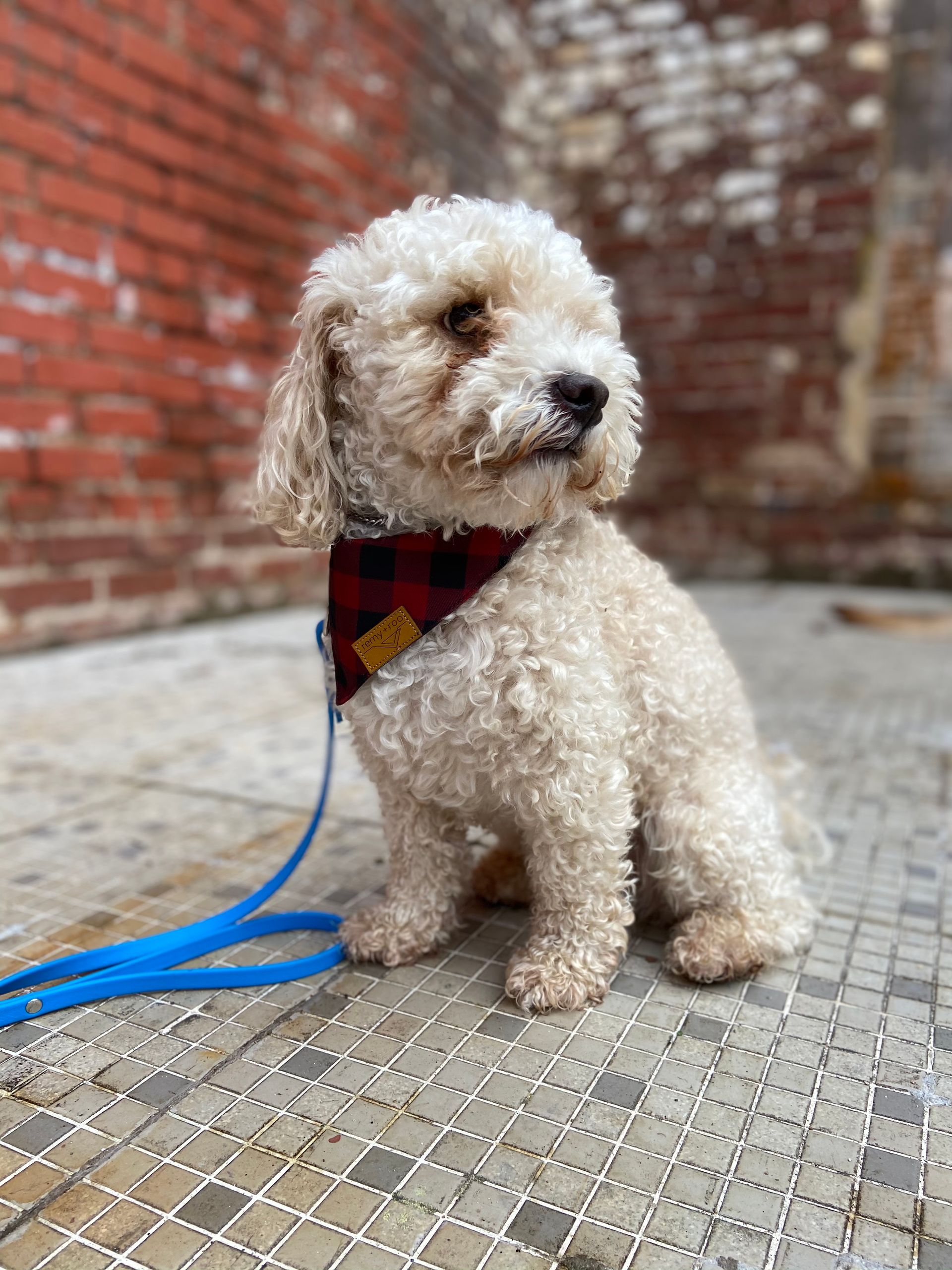 Cream-colored poodle-mix dog wearing a red and black plaid bandana, sitting on a tiled surface, with a blue leash.