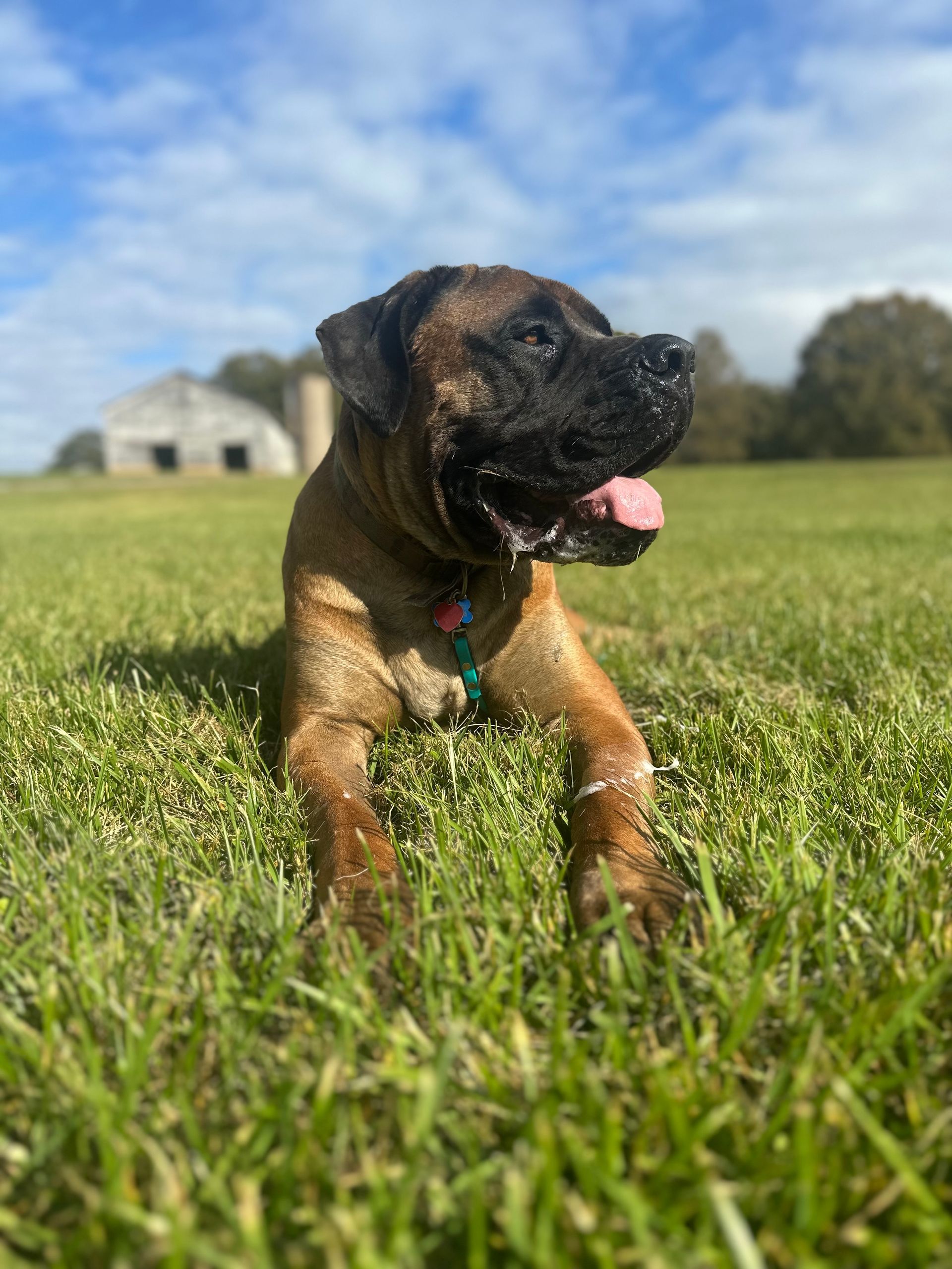 Dog with wet fur lying in green grass, panting under a sunny sky.