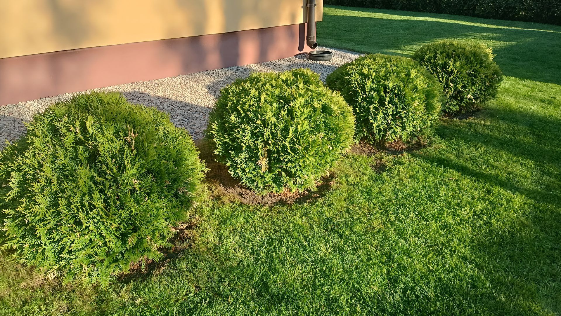 Round green shrubs lined along a house wall in a sunny yard.