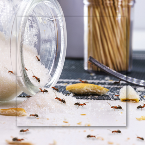 A jar tipped over on a surface, spilling sugar that is being swarmed by many small brown ants.