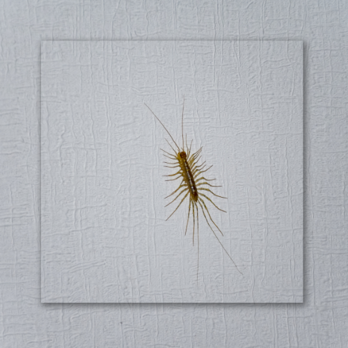 A house centipede with many long, spindly legs resting on a light, textured wall.