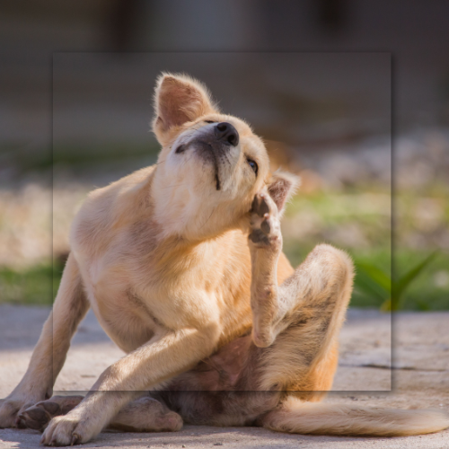 A light-brown dog sits outdoors, scratching its ear with a hind leg while tilting its head up.