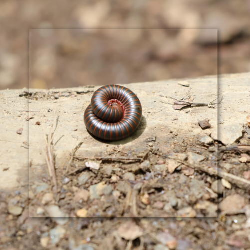 A brown and red millipede curled into a tight spiral on a light-colored wooden surface.