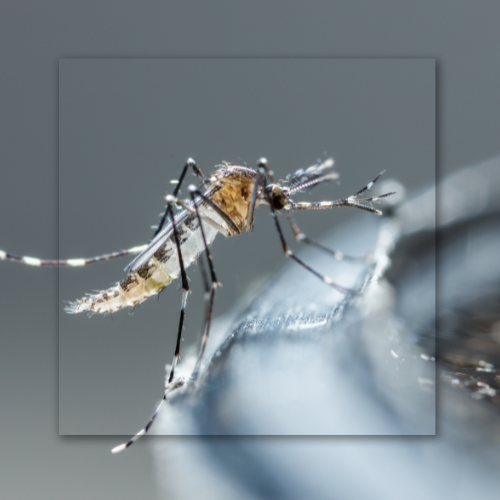 A close-up of a mosquito with striped legs resting on a smooth, grey surface against a blurred background.