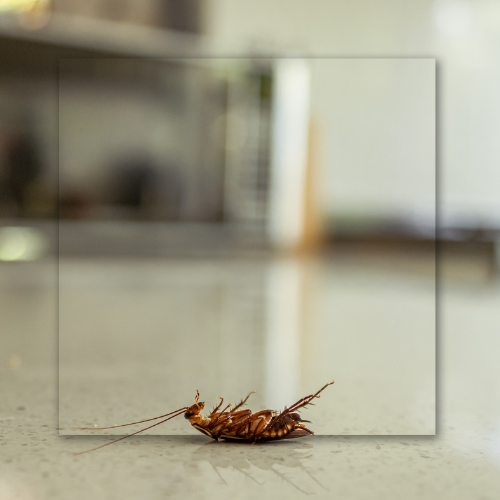 A brown cockroach lying on its back on a smooth, reflective countertop in a blurred kitchen setting.
