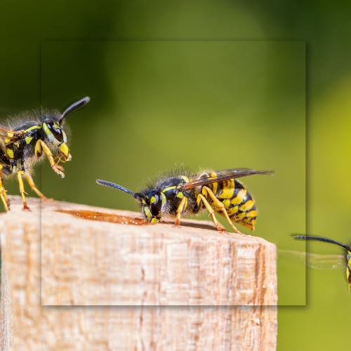 Three yellow and black wasps land on and fly around a wooden post against a blurred green background.