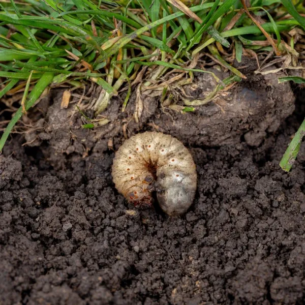 grub control service in bowie md
