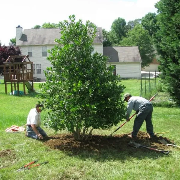 landscape tree installation in bowie md
