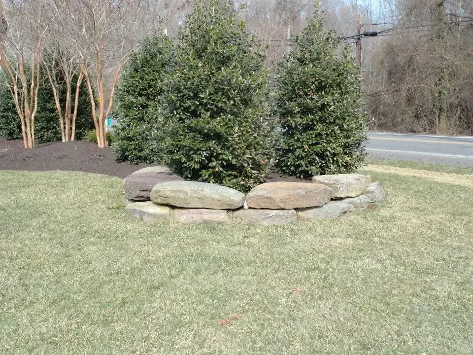 tree installation process in bowie md
