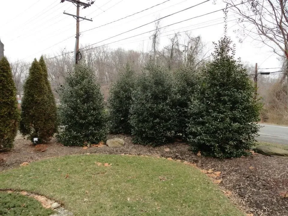 tree installation services in bowie md