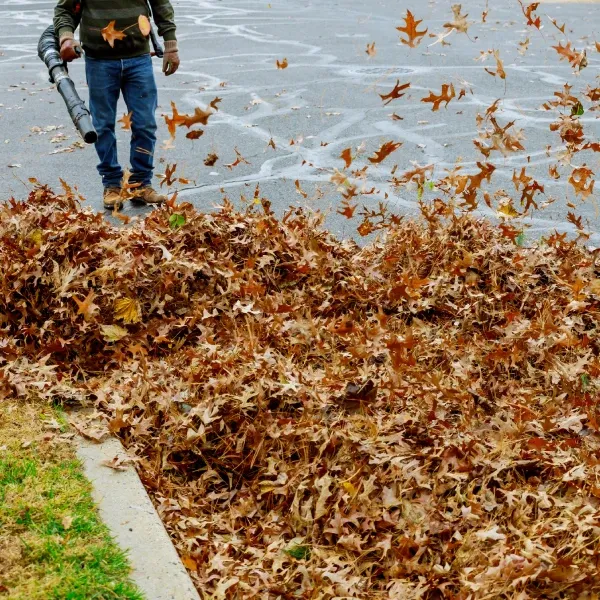 professional fall yard cleanup services bowie md