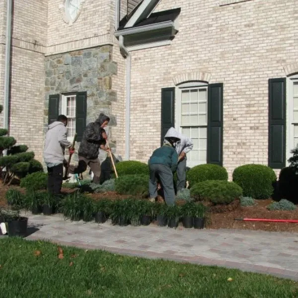 tree and shrub fertilization in bowie md