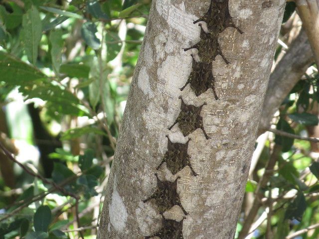 Colony of bats resting on a tree trunk during a wildlife Safari Boat Tour on the Tempisque River in Costa Rica.