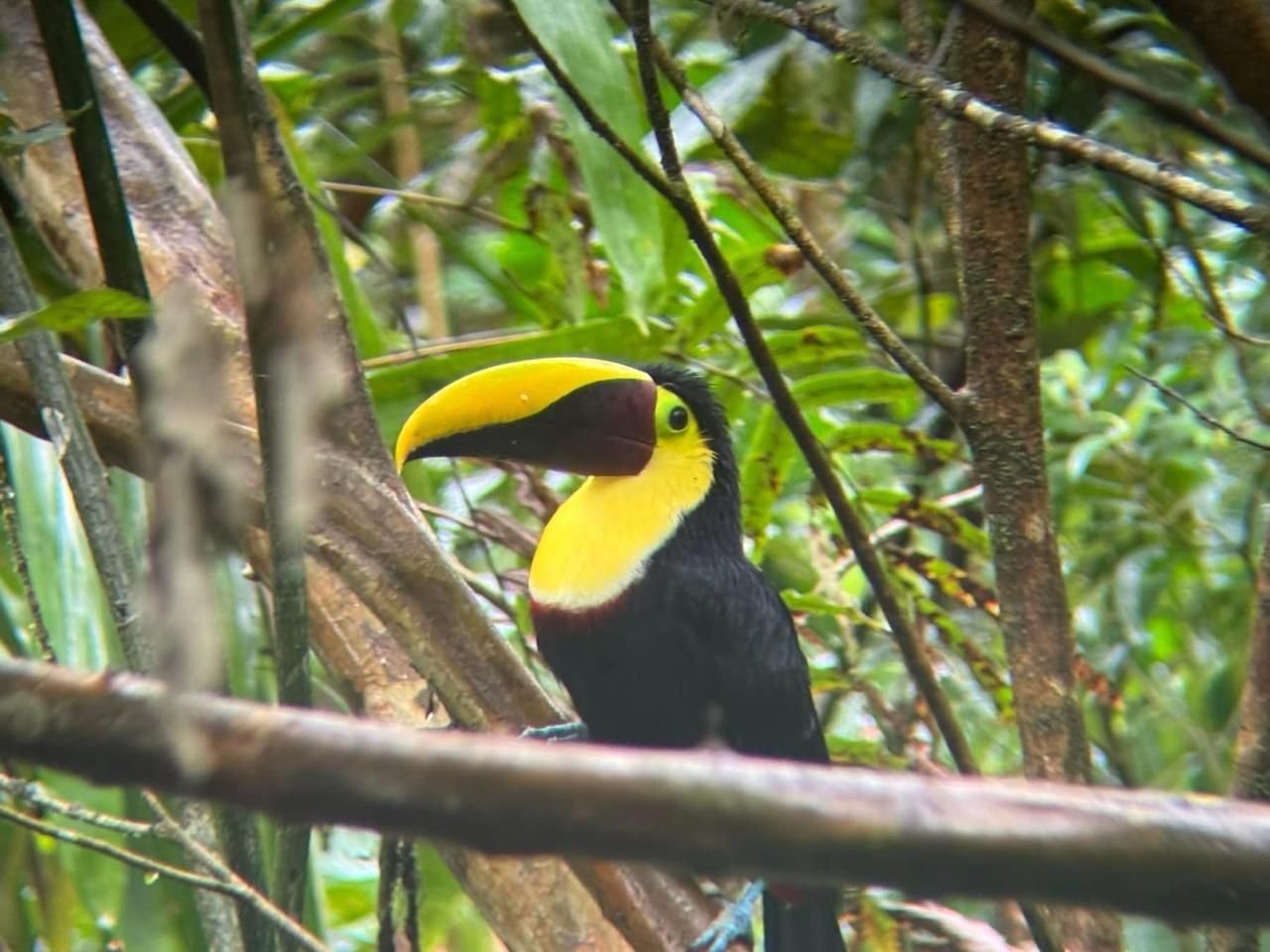 Toucan in Costa Rica rainforest wildlife and sloth tour