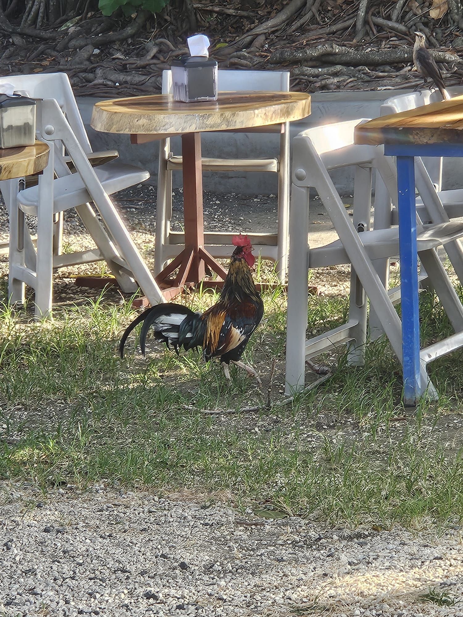 Rooster walking near a local outdoor restaurant in Playas del Coco Costa Rica.