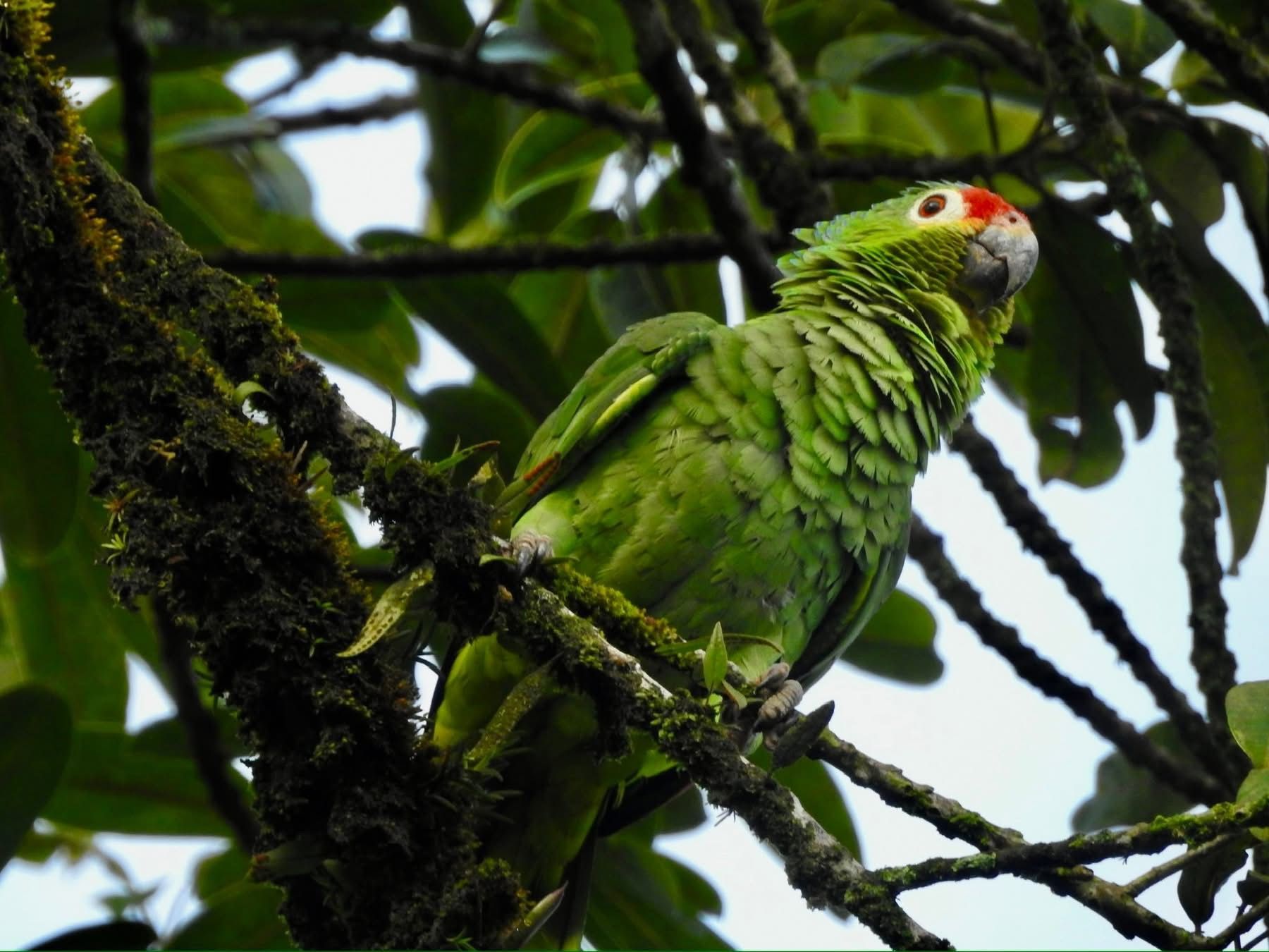 Green parrot perched in the tropical dry forest near Llanos de Cortés Waterfall.