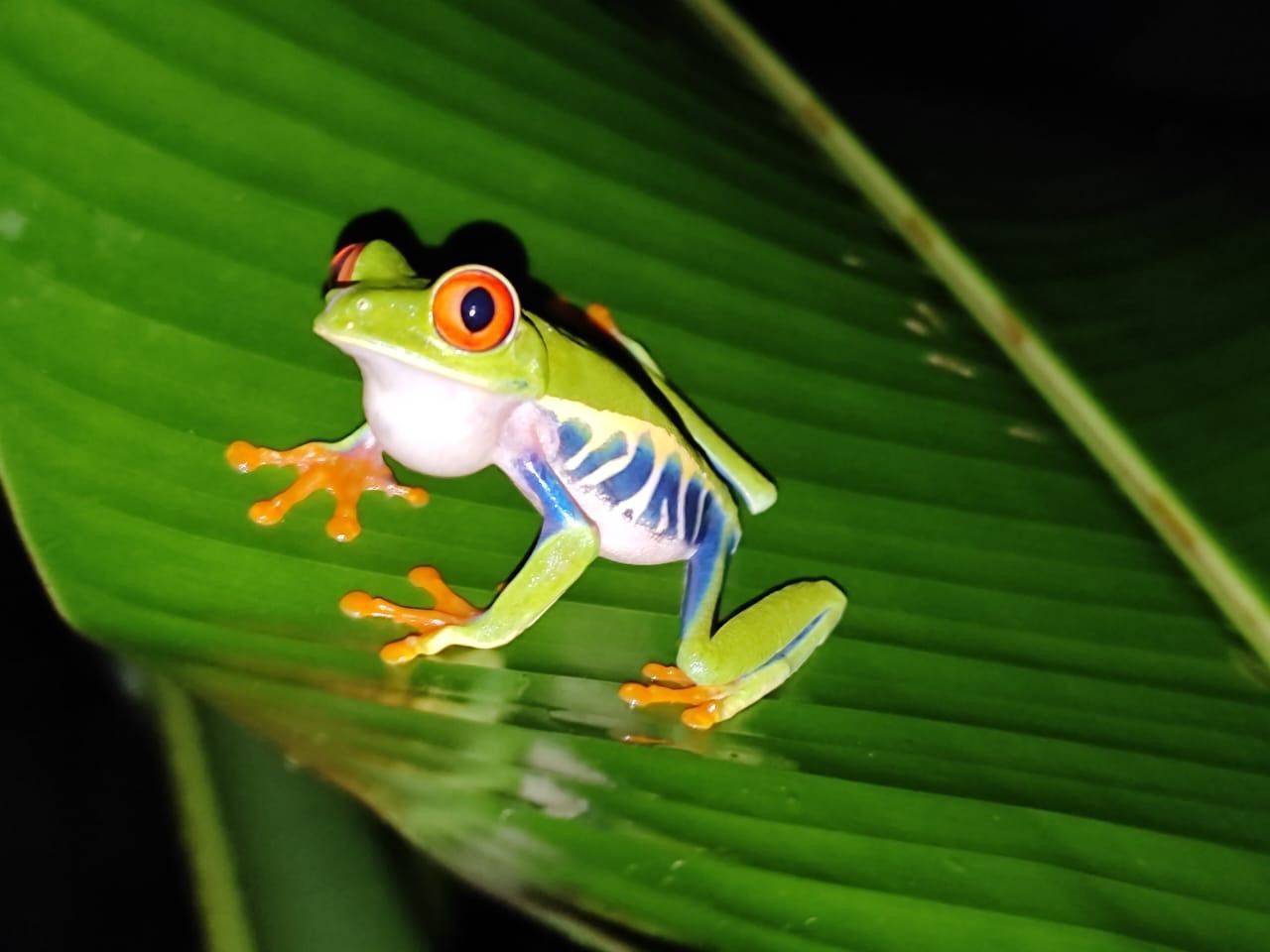 Red-eyed tree frog photographed during a private wildlife tour near Planet Hollywood Costa Rica.