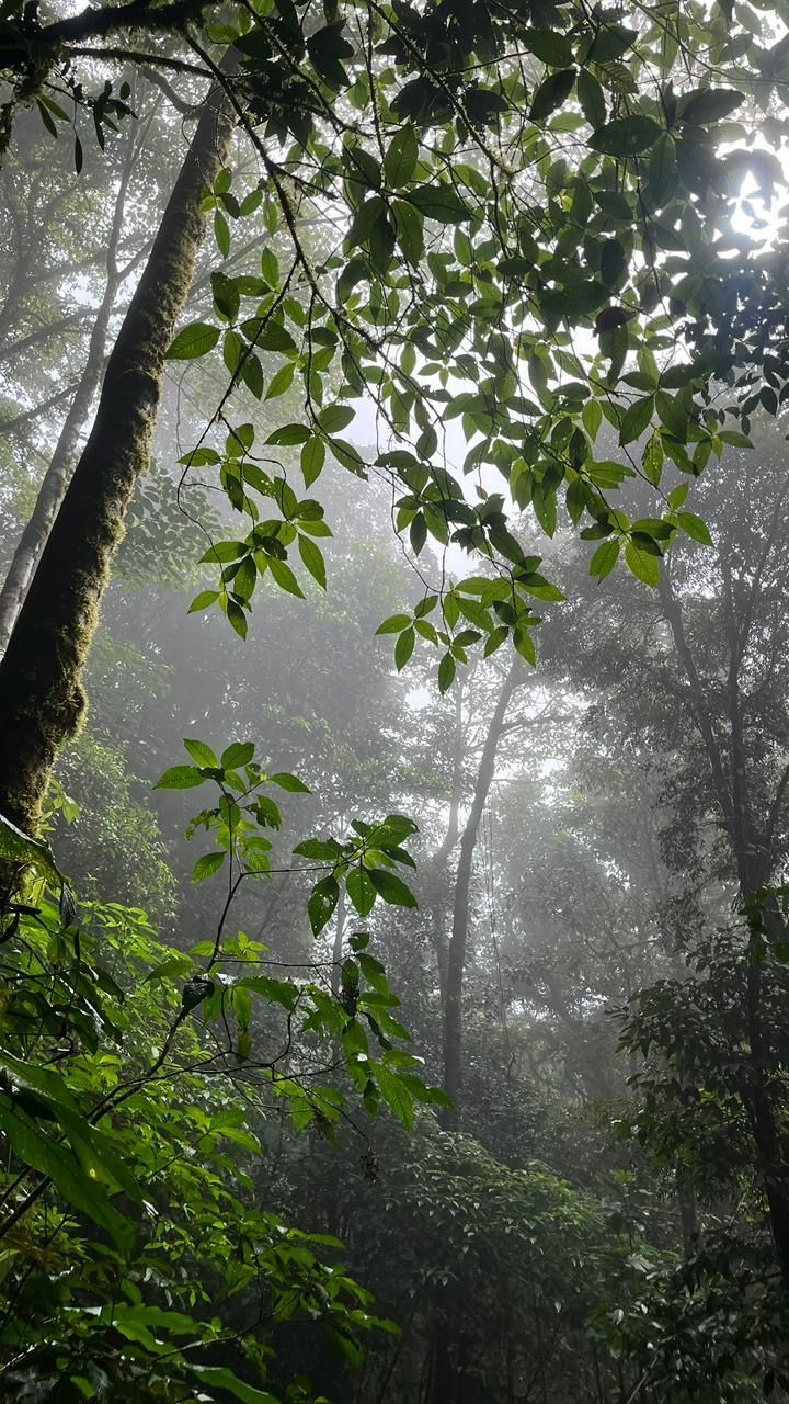 Lush rainforest near Rio Celeste Costa Rica