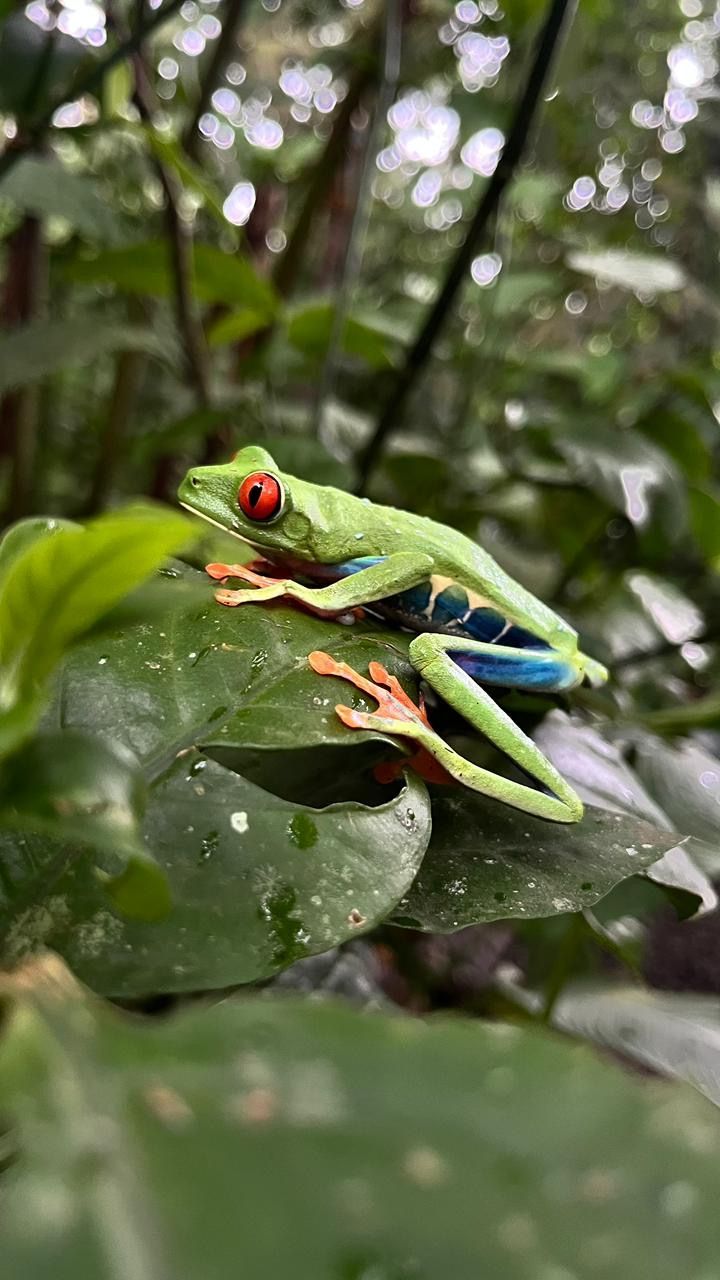 Red-eyed tree frog Costa Rica rainforest