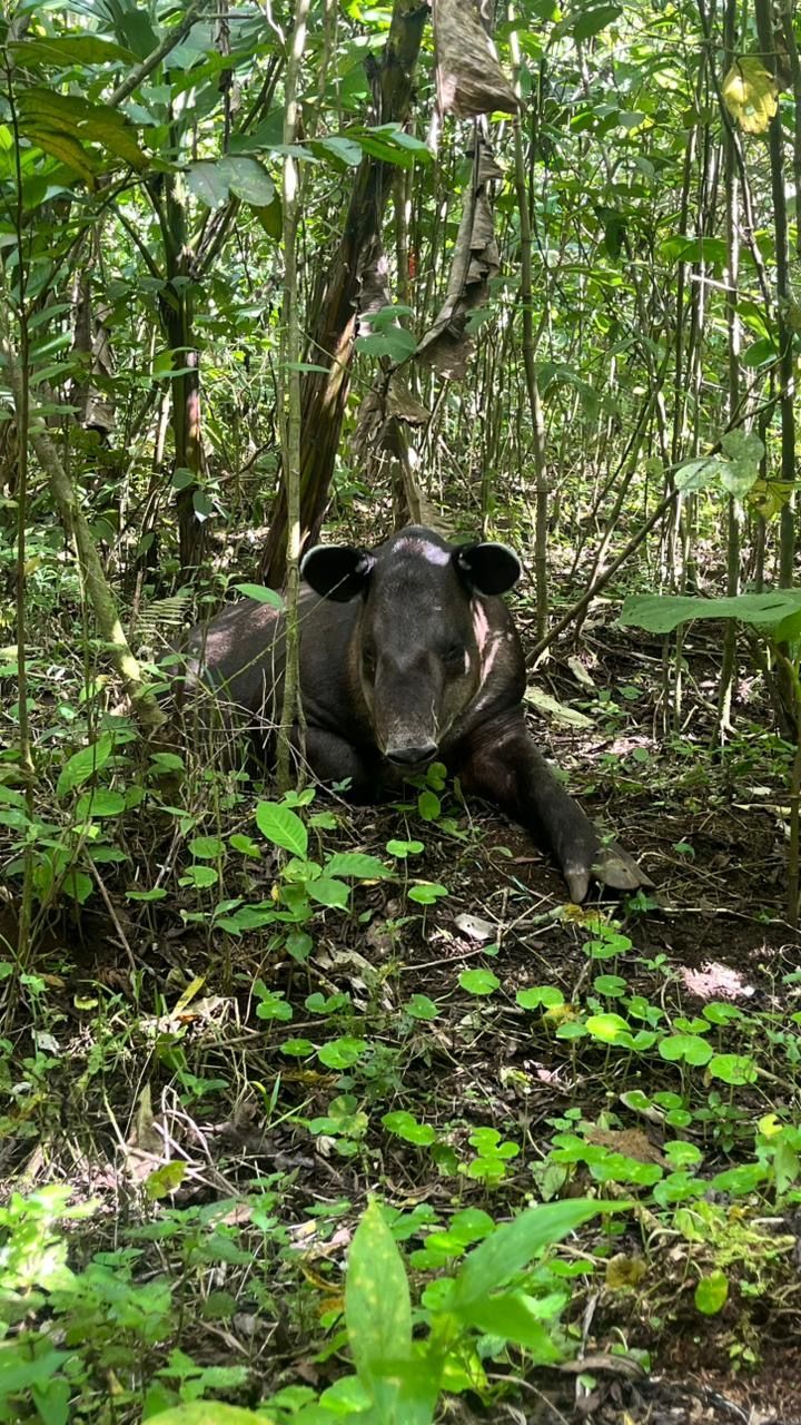Baird’s tapir walking through dense tropical vegetation during a wildlife experience in Costa Rica.