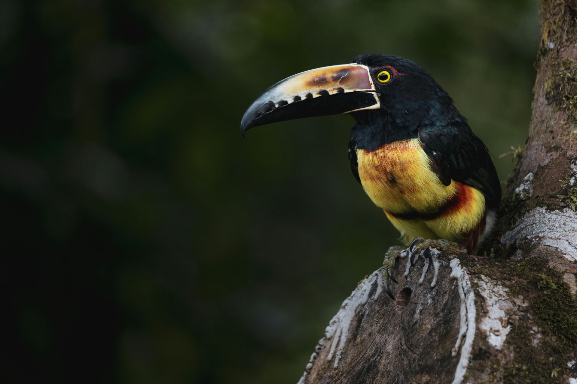 Toucan in Costa Rica rainforest during a private wildlife excursion from Waldorf Astoria Costa Rica Punta Cacique