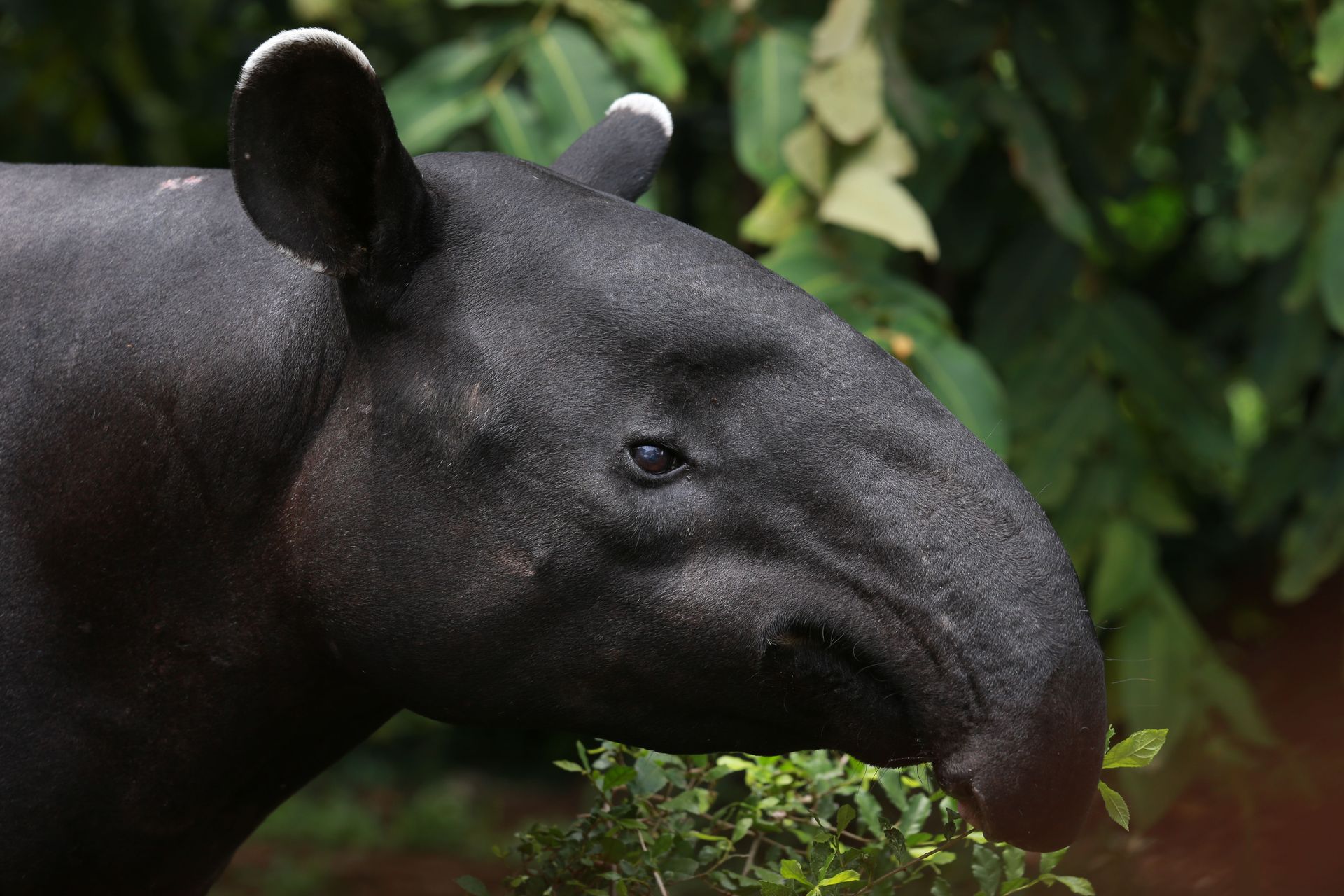 Bairds tapir Tenorio Volcano National Park Costa Rica