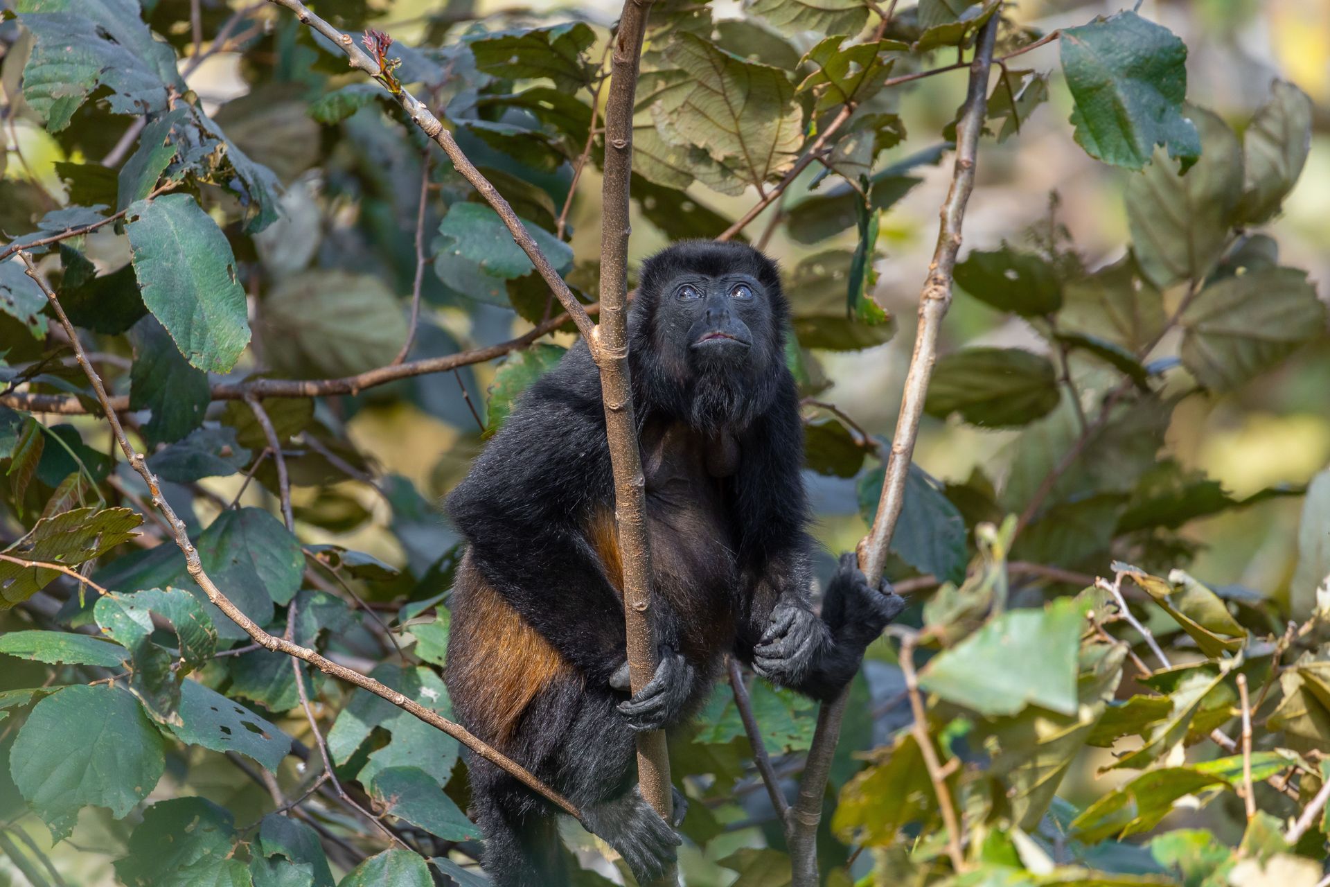 Howler monkey in the trees near Llanos de Cortés Waterfall, Guanacaste.