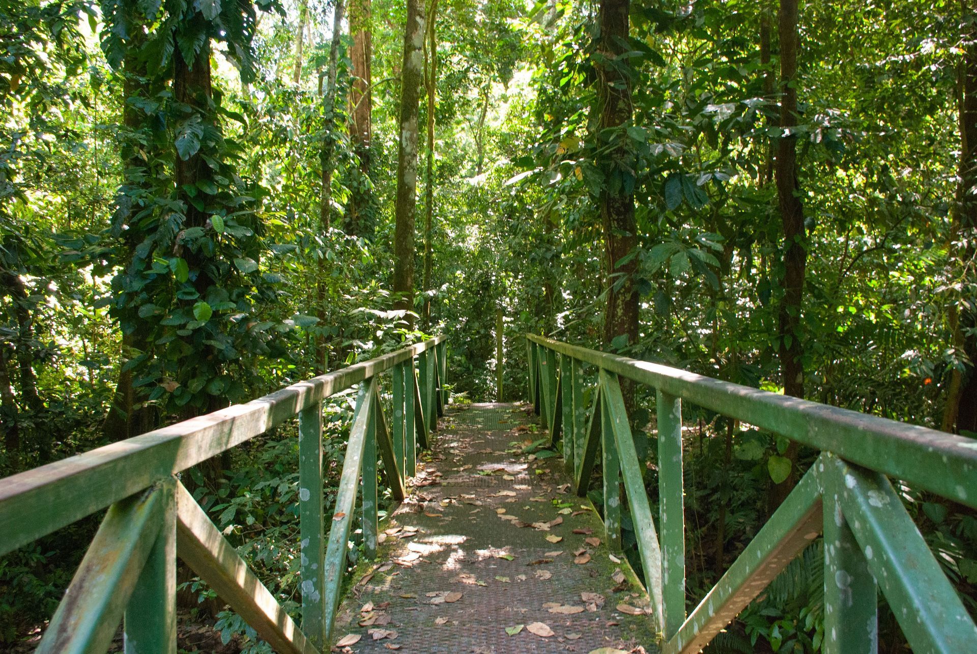 Rainforest hiking trail inside Tenorio National Park, Costa Rica.