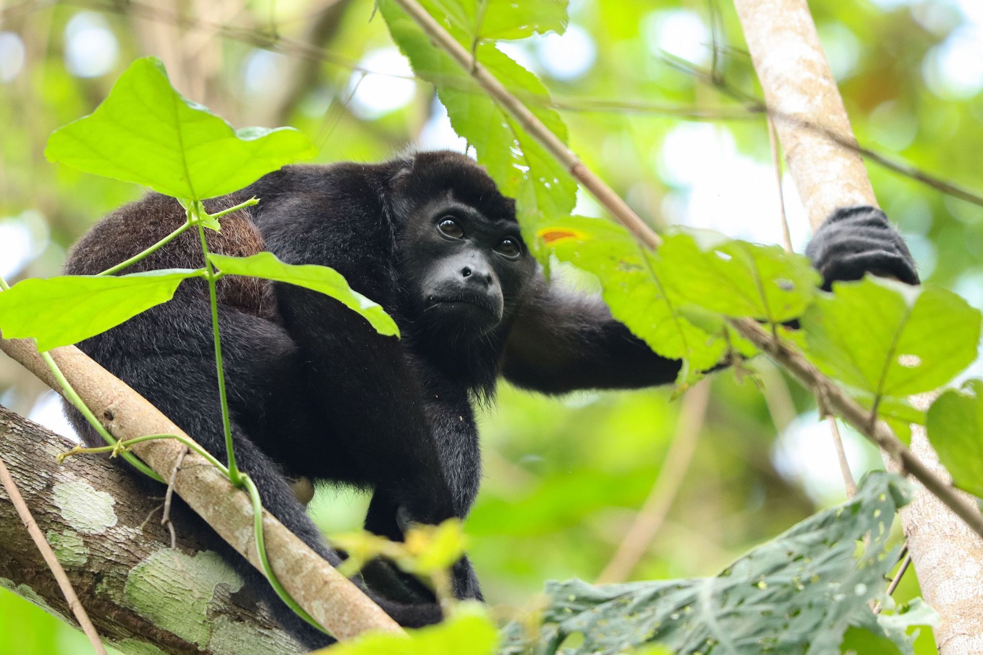 Howler monkey in tropical forest during a private wildlife excursion from RIU Palace Costa Rica in Guanacaste.