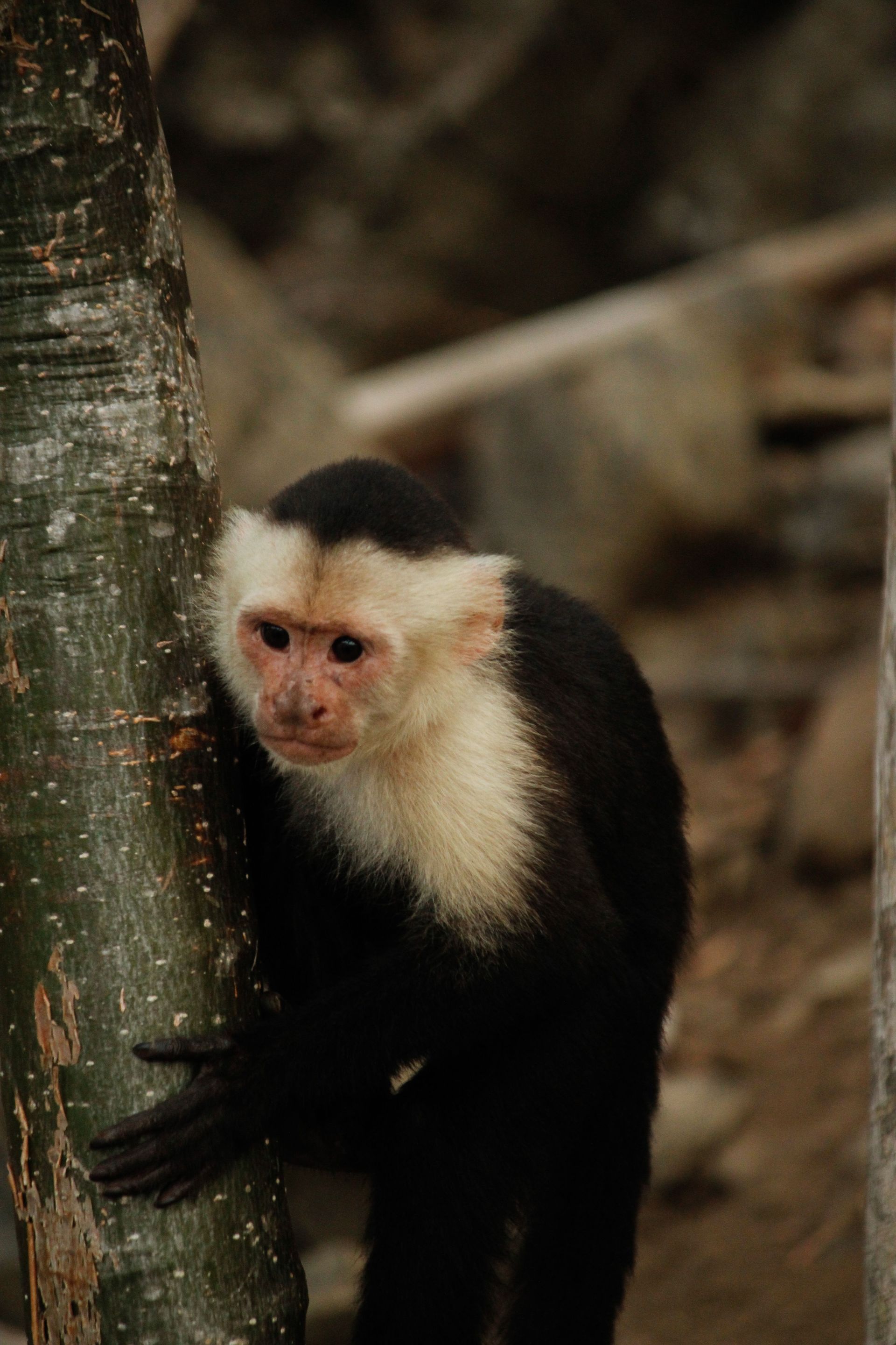 White-faced capuchin monkey near Llanos de Cortés Waterfall in Guanacaste.