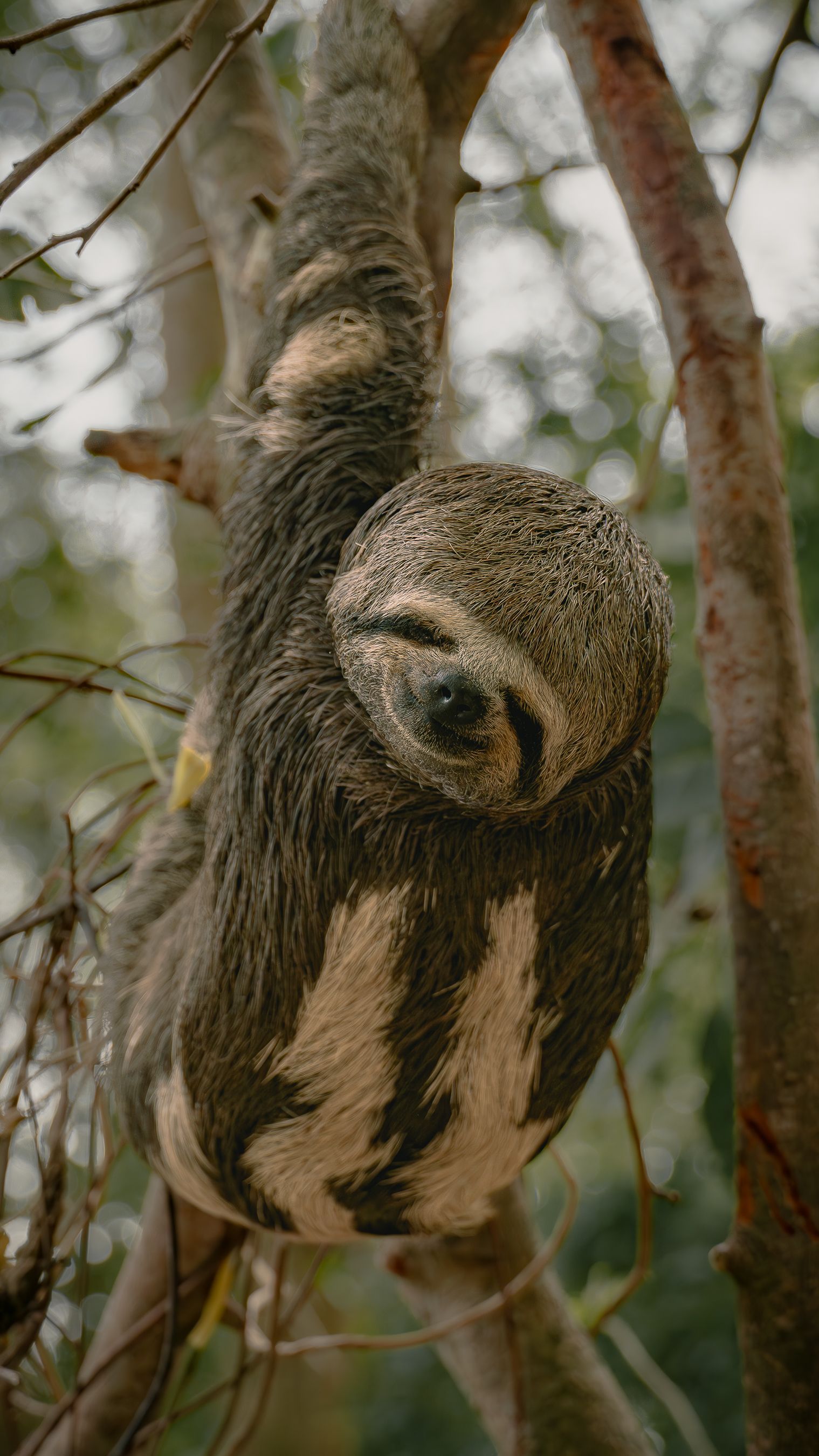 Three-toed sloth in Costa Rica rainforest