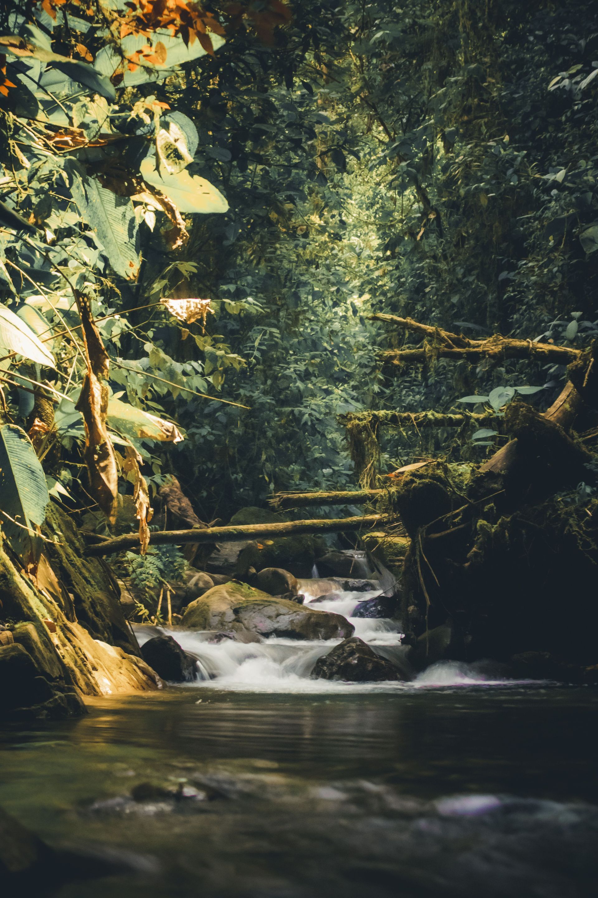 Crystal-clear rainforest stream inside Tenorio National Park, Costa Rica.