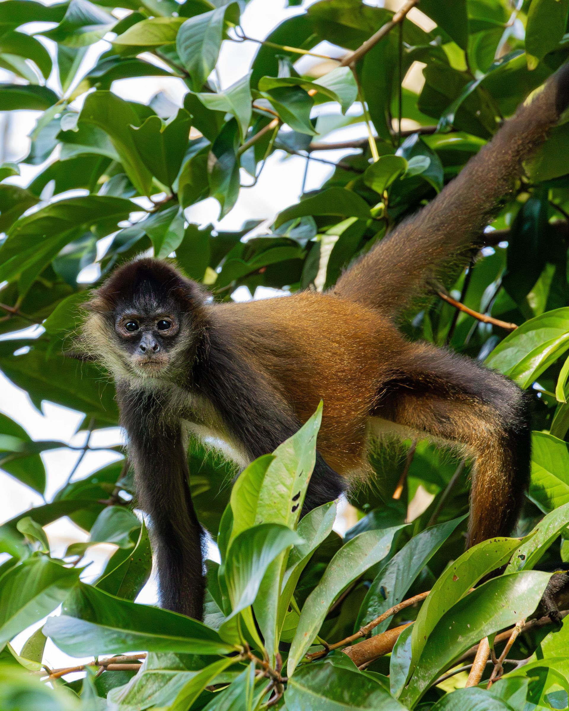 Spider monkey in the rainforest of Rincón de la Vieja National Park, Guanacaste, Costa Rica
