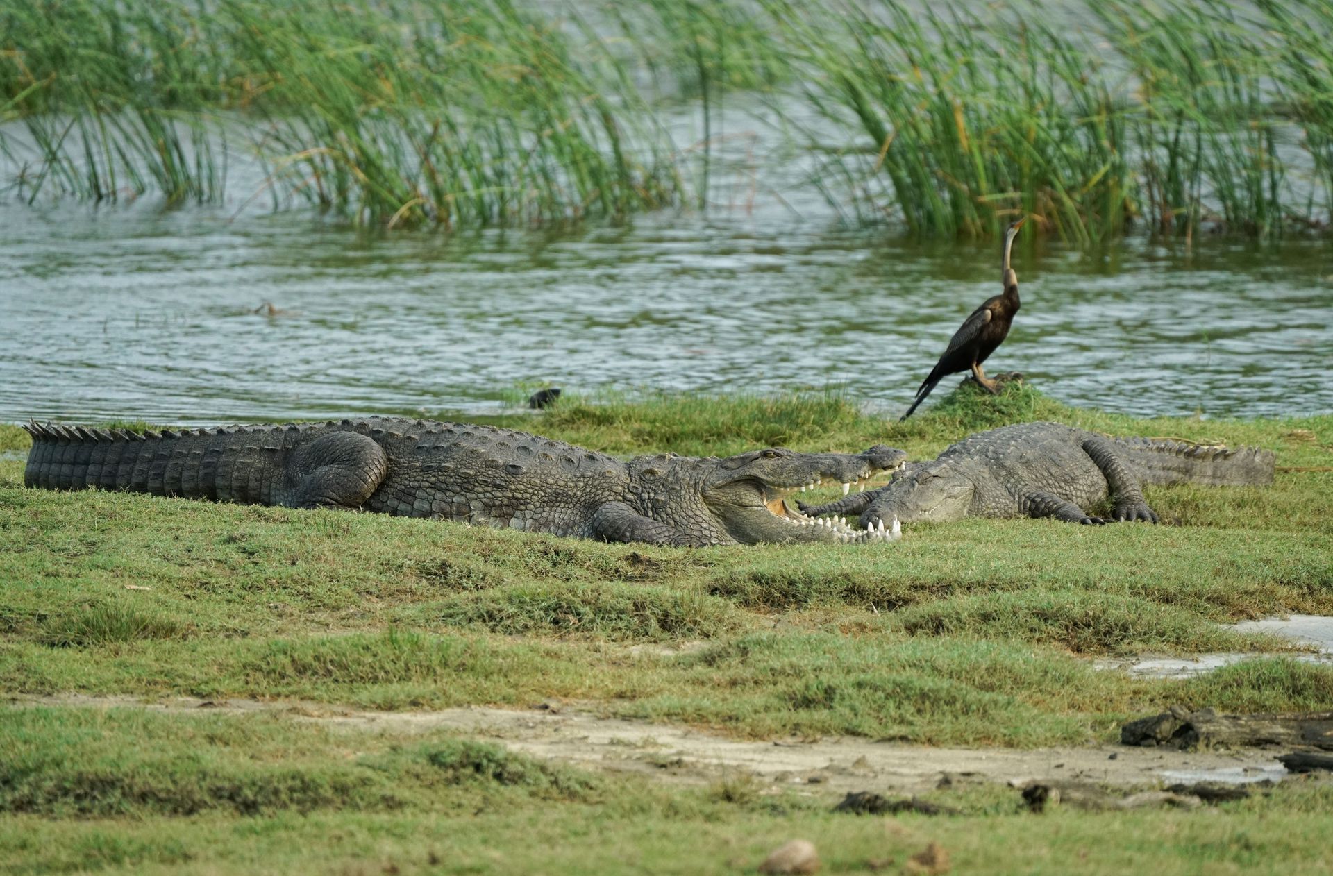 Large crocodiles resting along the Tempisque River during a private Safari Boat Tour in Palo Verde National Park, Costa Rica