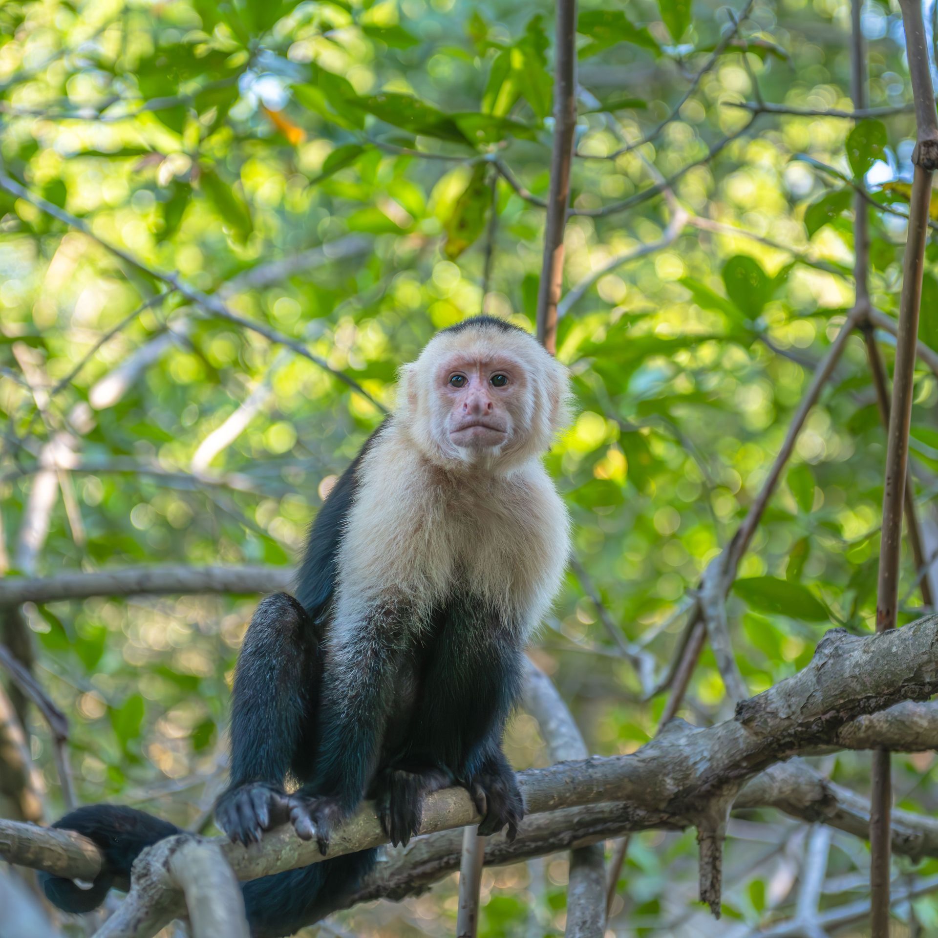 White-faced capuchin monkey during a private wildlife excursion from Playa Hermosa Costa Rica in Guanacaste.