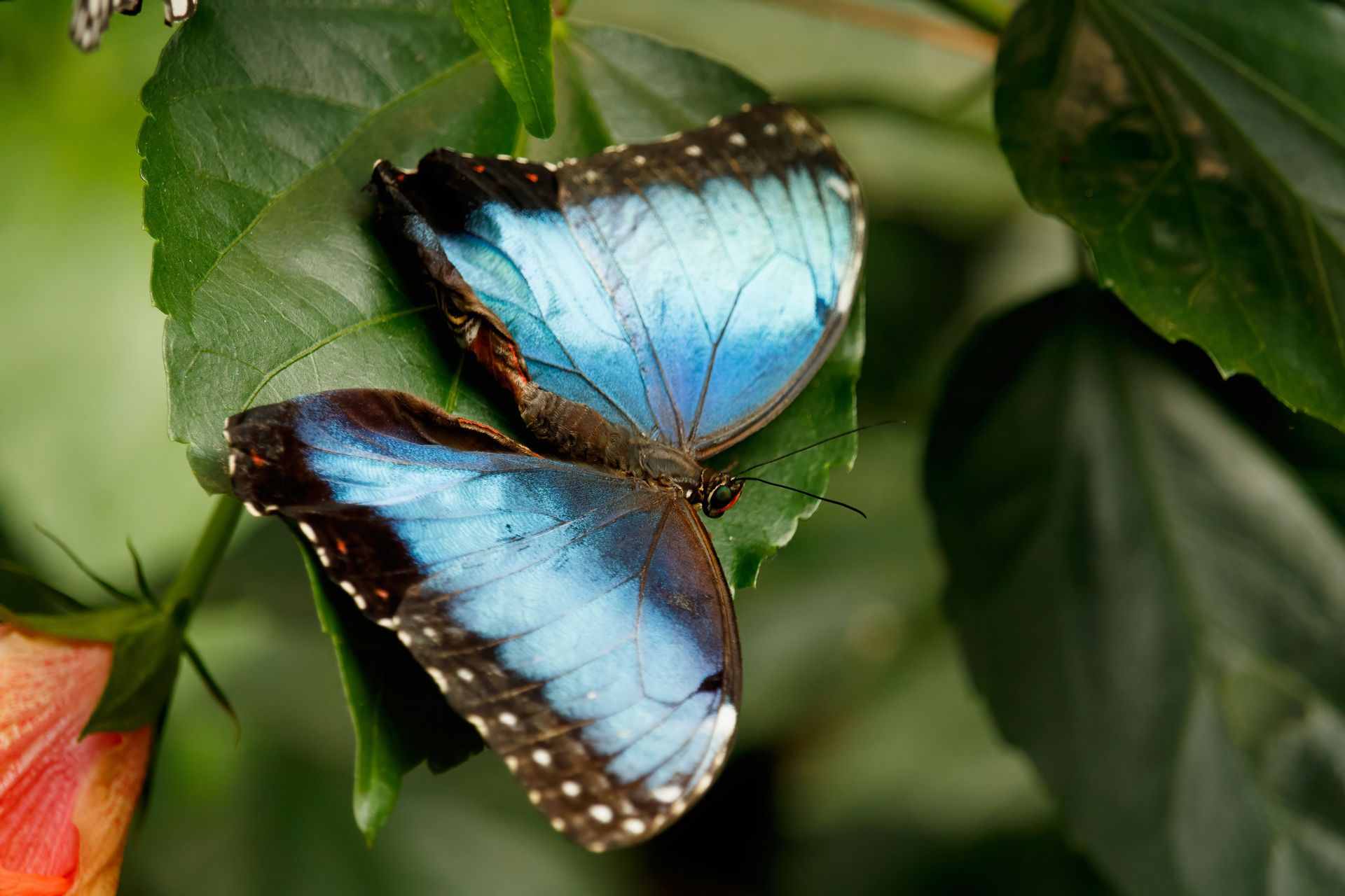Blue morpho butterfly found near Llanos de Cortés Waterfall in
Guanacaste, Costa Rica.