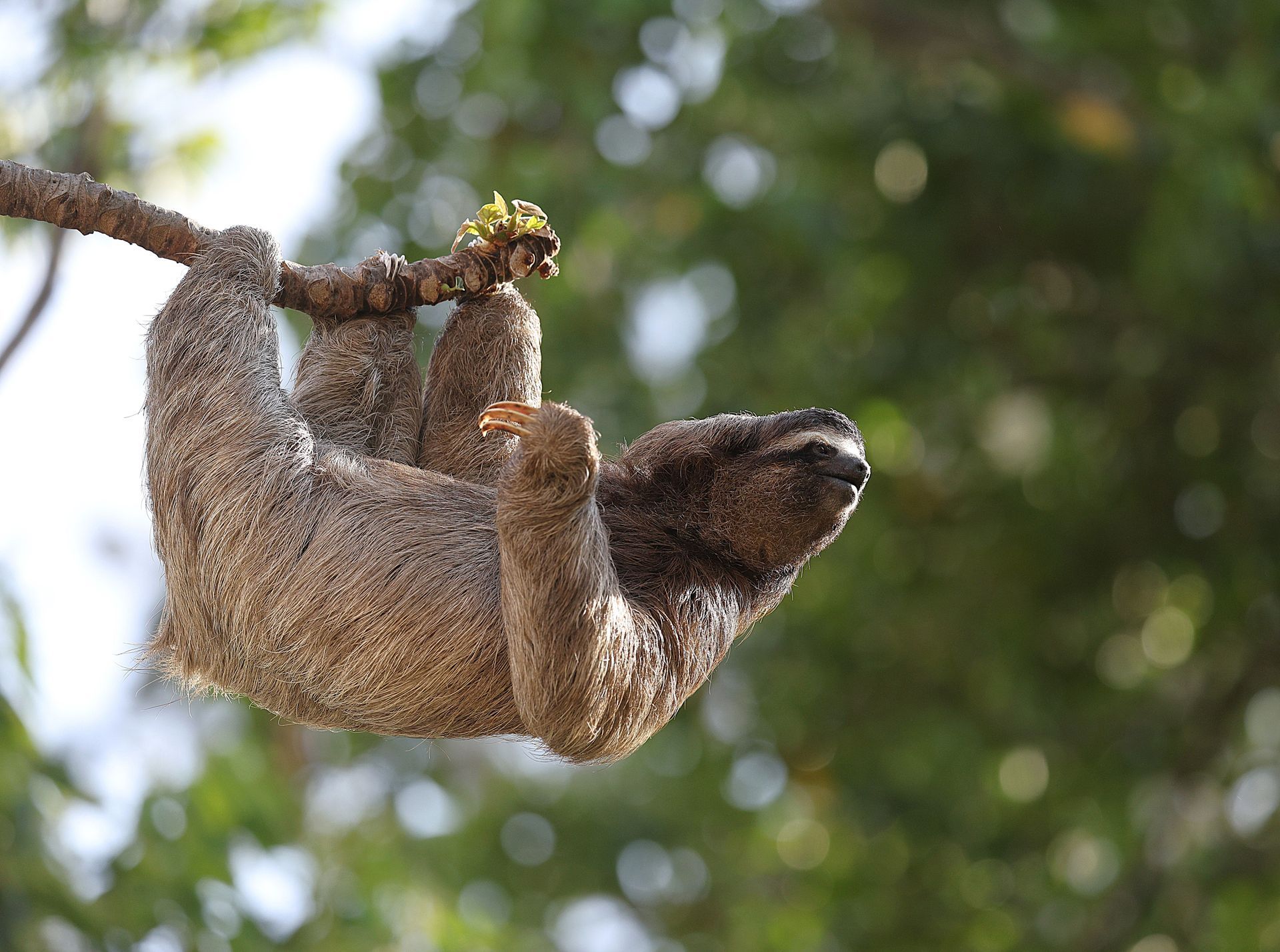 Brown three-toed sloth resting in a tropical rainforest during a private wildlife tour in Costa Rica