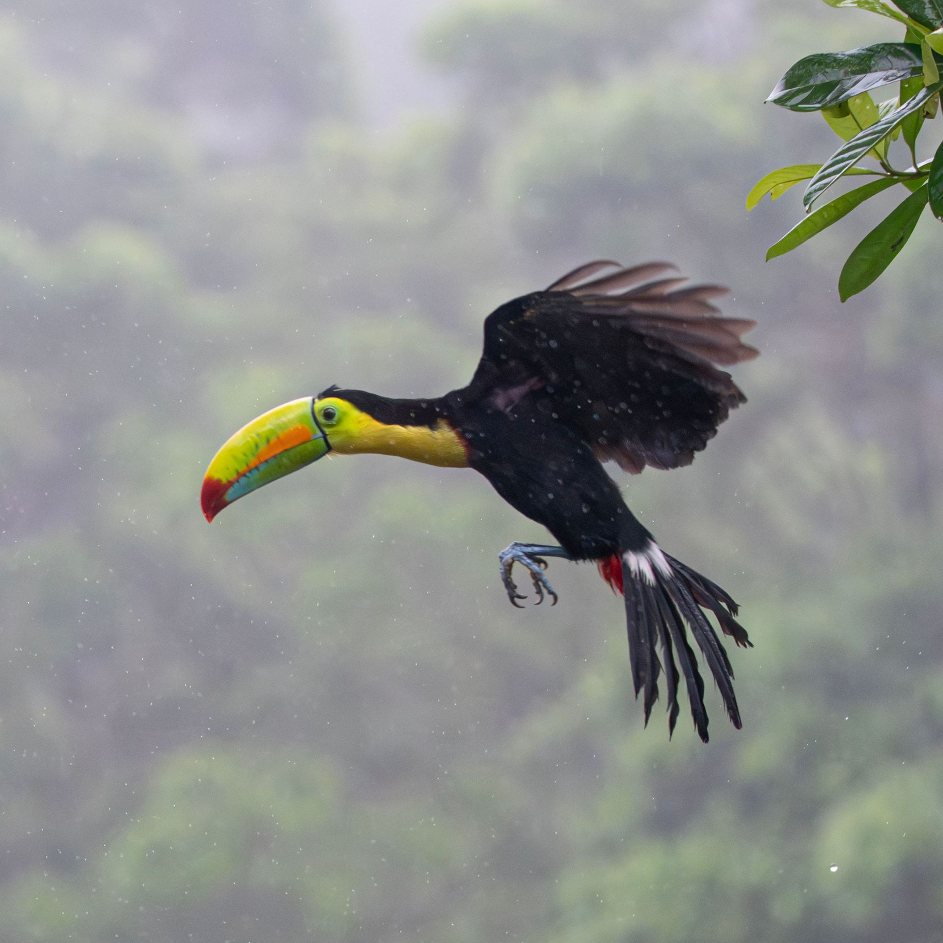 Colorful toucan in flight during a private wildlife and rainforest excursion from Nekajui, a Ritz-Carlton Reserve, Costa Rica.